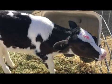 Calf Diphtheria YouTube