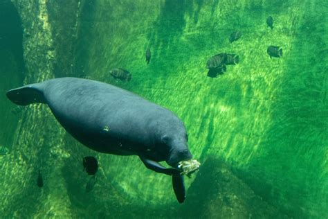 African Manatee Eating while Swimming Underwater · Free Stock Photo