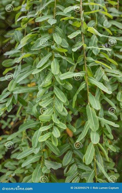 Salix Integra Decorative Garden Plant White And Green Leaves Stock