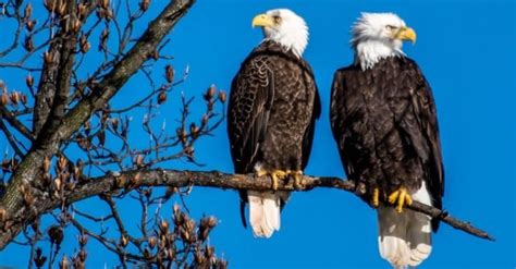 Bald Eagle Lifespan: How Long Do Bald Eagles Live? - A-Z Animals