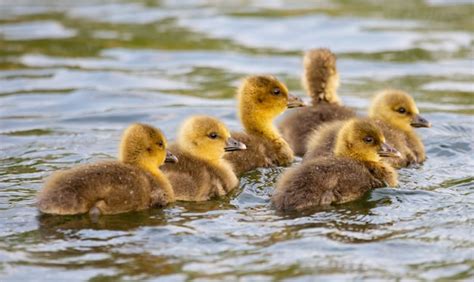 Premium Photo | Closeup shot of baby ducks swimming in the lake