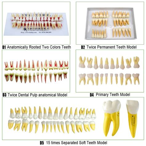 Aliexpress.com : Buy Anatomical root model teeth Twice permanent teeth ...