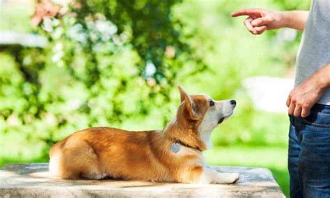 Are Corgis Trainable? How Long To Train A Corgi? - Corgi Care