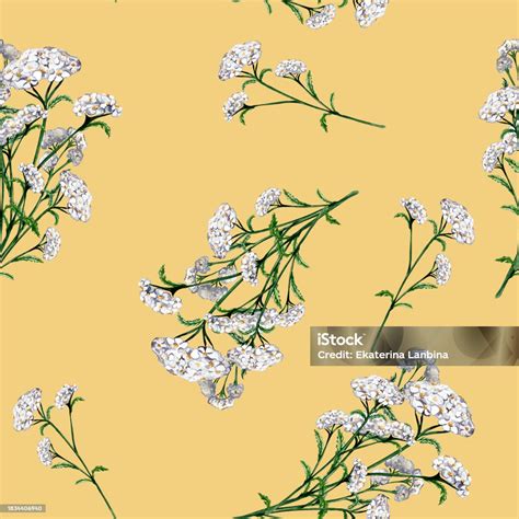 Ilustración De Achillea Millefolium Planta Medicinal Acuarela Patrón Sin Costuras Aislado Sobre