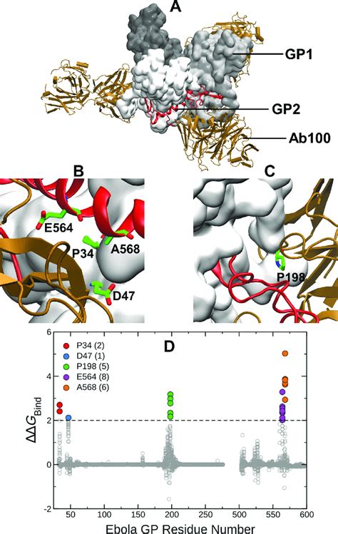 A Structure Of EBOV GP Trimer In Complex With The Ab100 Antibody GP1