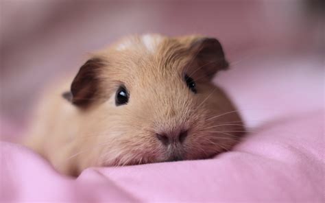 Adorable Guinea Pigs Are Here At Petland Kennesaw