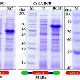 SDS PAGE 12 Analysis Of Total E Coli BL 21 CodonPlus RIPL