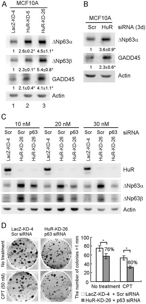 Hur Knockdown Increases Np Expression In Mcf A Cells A Western