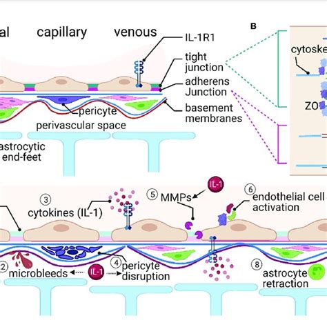 The Blood Brain Barrier Bbb A Brain Endothelial Cells Bec Form