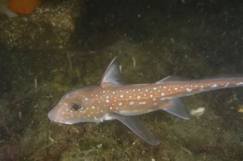 Spotted ratfish - Facts, Diet, Habitat & Pictures on Animalia.bio