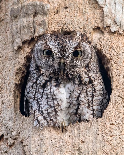 Stink Eye Eastern Screech Owl Megascops Asio Eastern S Flickr