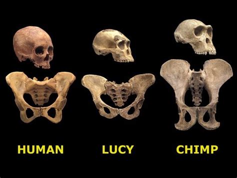 Lucy The Human Chimp : Did Lucy Famed Human Ancestor Die After Falling ...