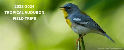 Free Birding Field Trips With The Tropical Audubon Society South Florida On The Cheap