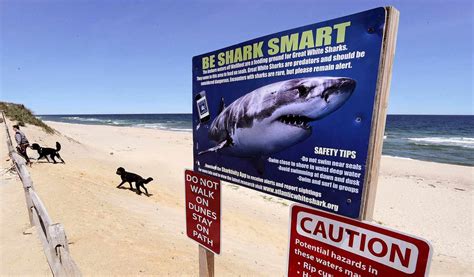 1 Year After Deadly Shark Attack, Cape Cod Gets 'Shark Smart'