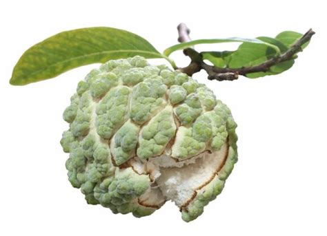 Ultimate Guide to Custard Apple Farming (Sitaphal)