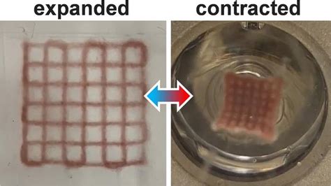 D Printed Photoresponsive Hy Image Eurekalert Science News Releases