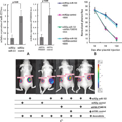 Tumor Chemotherapy In Nude Mice Tumor Establishment Plasmids And DOX