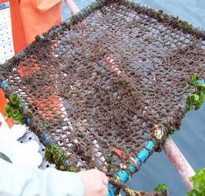 Anti Microbial Anti Fouling Copper Alloy Mesh Fish Cage In Aquaculture