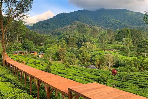 5 Tempat Wisata Kebun Teh Puncak Bogor yang Asri dan Sejuk