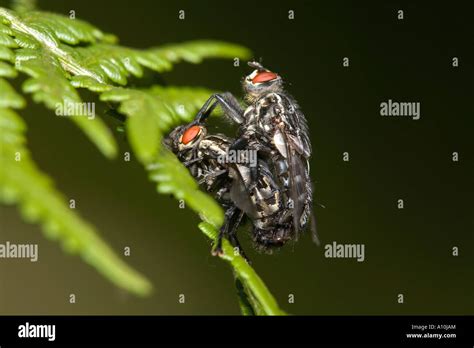 Flesh Flies Sarcophaga Carnaria Mating Stock Photo Alamy