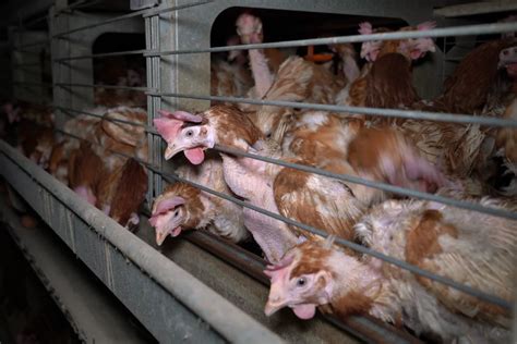 Find out more about the lives of egg-laying hens