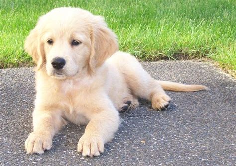 Mini Golden Retrievers Miniature Golden Retriever Pup Comfort