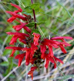 200 Chaparral plants ideas | plants, native garden, native plants