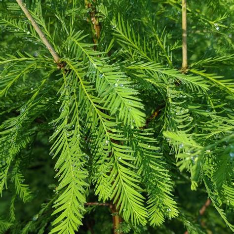 Taxodium Distichum Bald Cypress Bald Cypress Day Lilies Conifer Trees