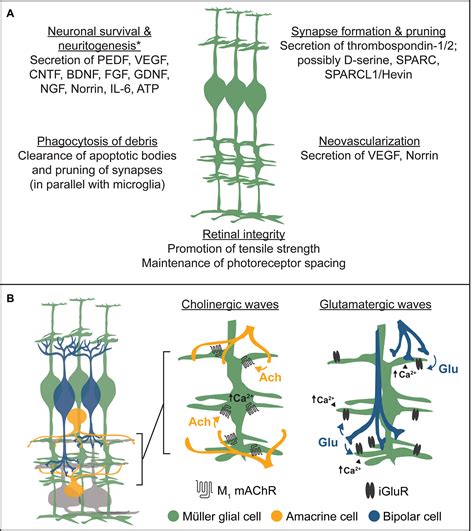 Frontiers Müller Glia in Retinal Development From Specification to