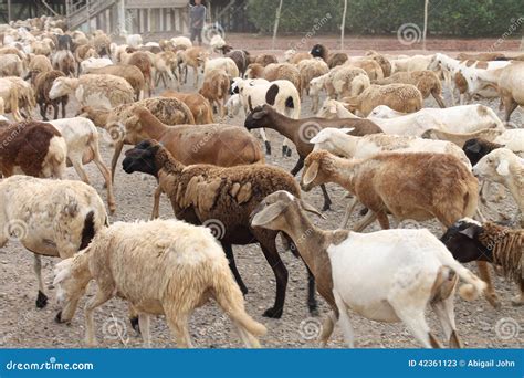 A Tribe Of Goats Stock Image Image Of Discipline Humans 42361123