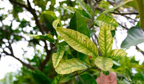 Symptoms Of Potassium Deficiency In Citrus Trees Sqm Specialty Plant