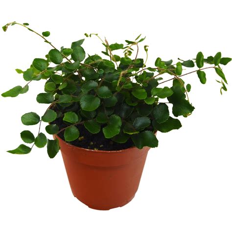 Button Fern – Cafe Planta