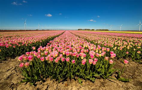 Wallpaper Windmills The Sun The Sky Field Tulips For Mobile And Desktop Section цветы