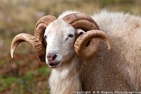 Texas Dall Ram Corsican Ram Rmbuquoi Photographics Animals