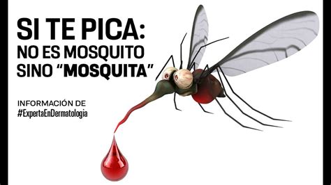 Mosquitos Son Las Hembras Las Que Pican Unam Global Youtube