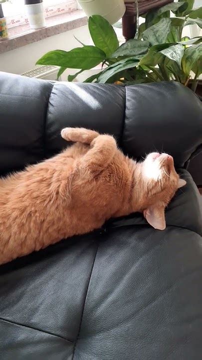 🐈Персик в "шоколаде" - YouTube