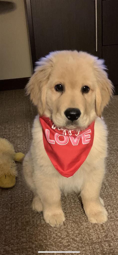 Retriever Mix Puppies