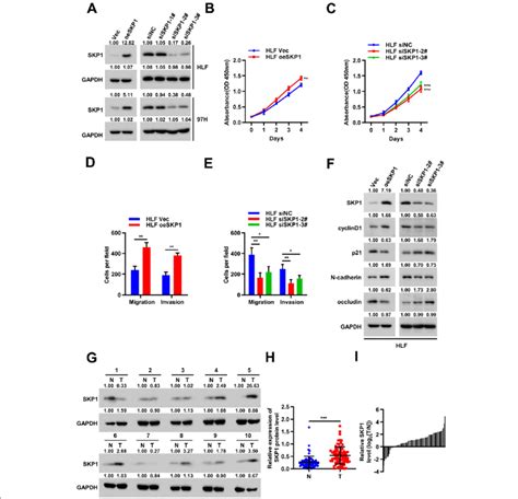 Skp Promoted Hcc Cell Proliferation And Metastasis A The