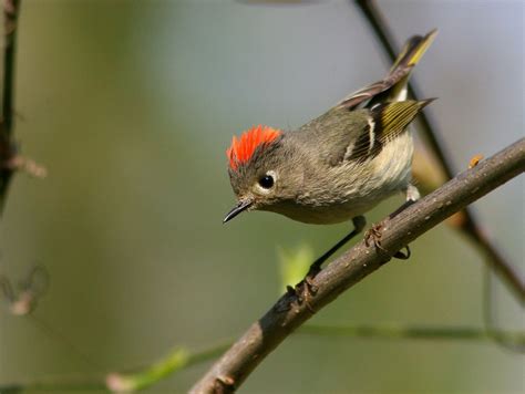 A Fire Headed Flitter The Ruby Crowned Kinglet