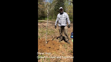 Steve Goin Shows Proper Tree Planting Youtube