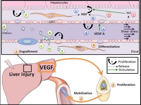 Liver Sinusoidal Endothelial Cells Physiology And Role In Liver