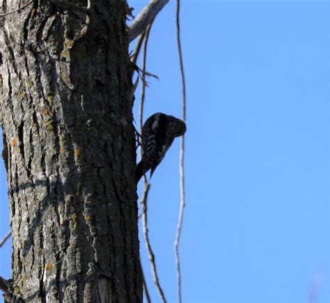 Ebird Checklist 8 Sep 2023 Rrnewtonlily 25 Species