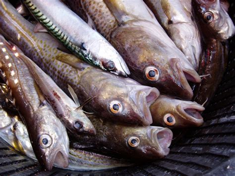 File:A bucket of fish - by Mats Hagwall.jpg - Wikimedia Commons