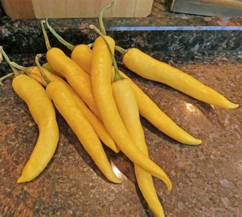 Hot Chili Pepper Seeds Golden Organic Vegetable Seeds Ukraine | Etsy