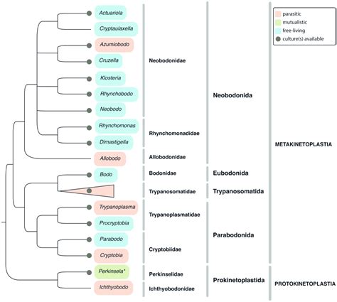 Euglenozoa Taxonomy Diversity And Ecology Symbioses And Viruses