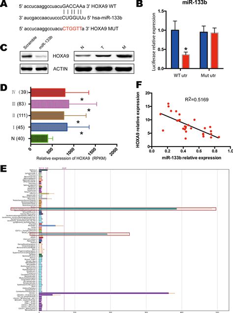 Hoxa9 Was Identified As Mir 133b Targets In Crc A Mir 133b Targeting