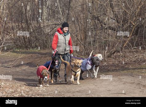 Cualidades De Un Buen Paseador De Perros