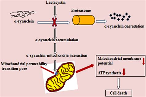 αsynucleininduced mitochondrial dysfunction in isolated preparation