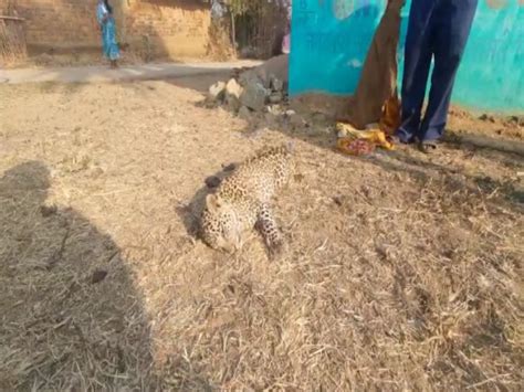 Dead Body Of Leopard Cub Found Near Deori Village Of Kanker District