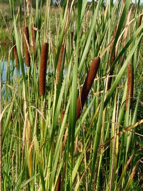 Cattail: Pictures, Flowers, Leaves & Identification | Typha latifolia